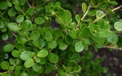 Buxus-microphylla-sinica